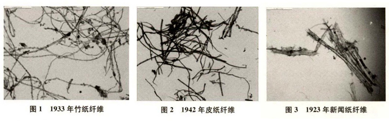 竹紙、皮紙、新聞紙纖維圖譜